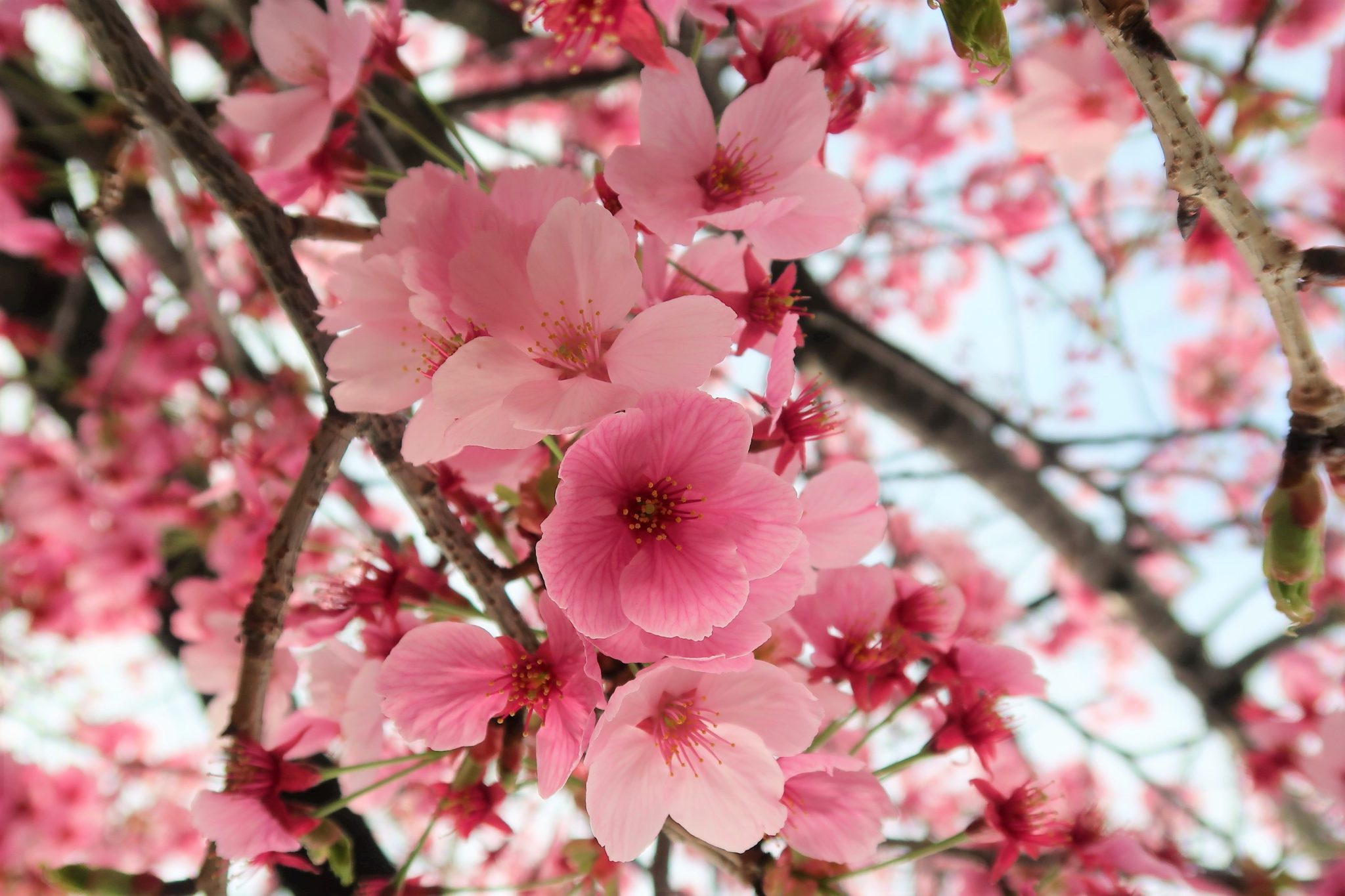 Cherry Blossom - Shinjuku Park 