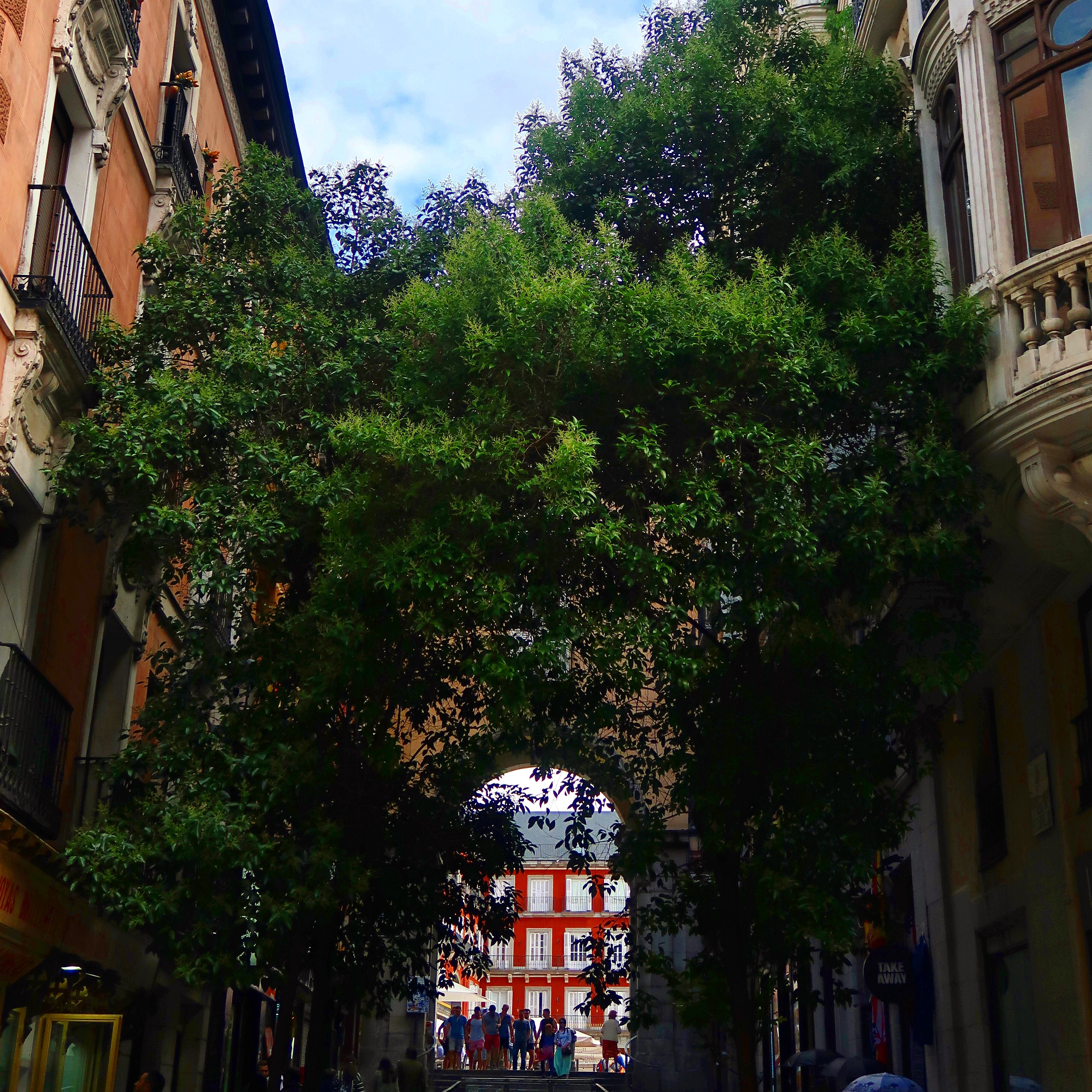 View through the trees to Plaza Mayor