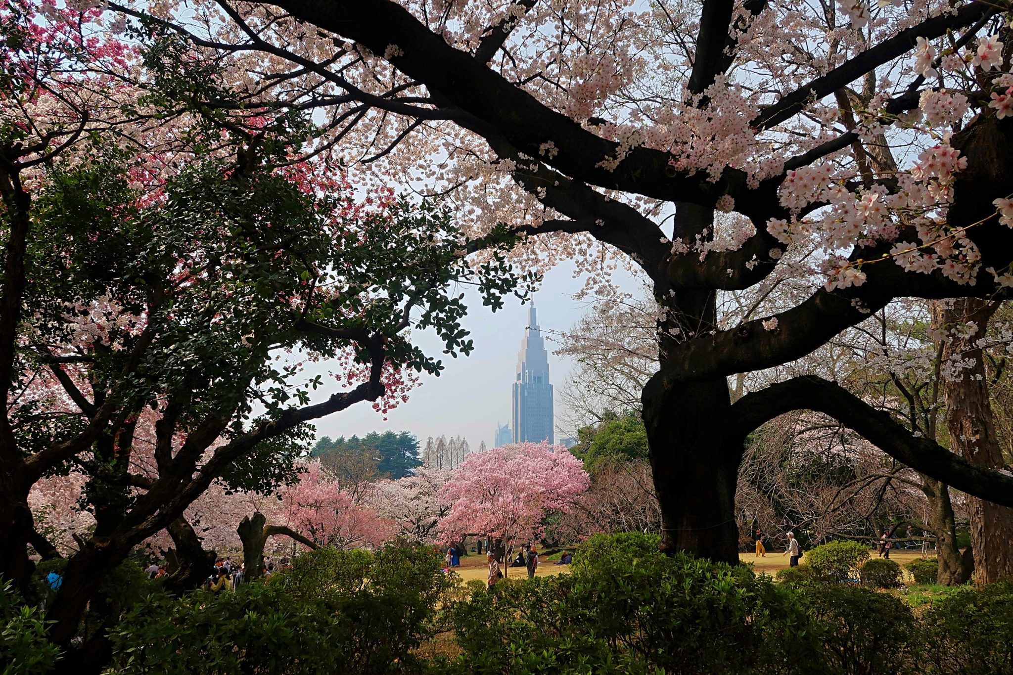 Tokyo - The Best Bits: a shot through the blossom trees in Shinjuku Park 