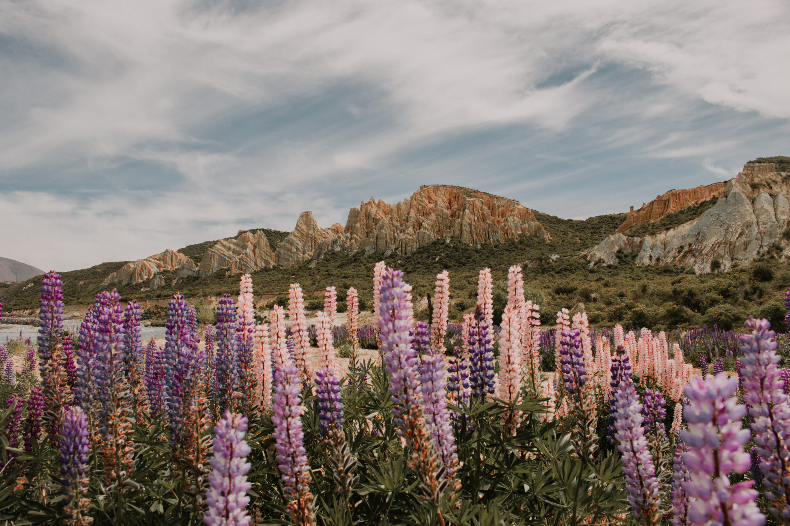 Lupins at the Clay Cliffs Omarama, New Zealand