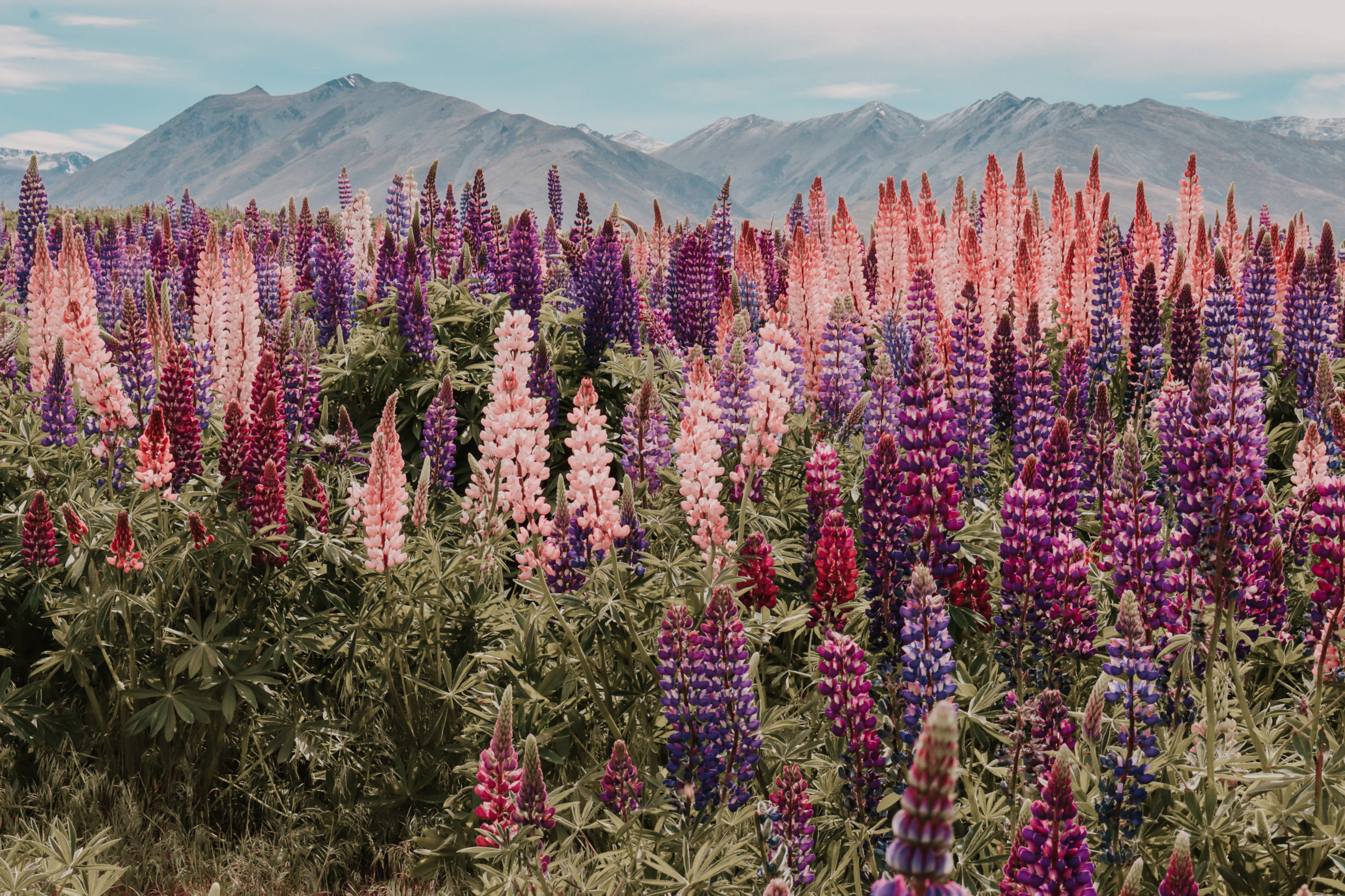 Where to see the lupins in New Zealand - Tekapo