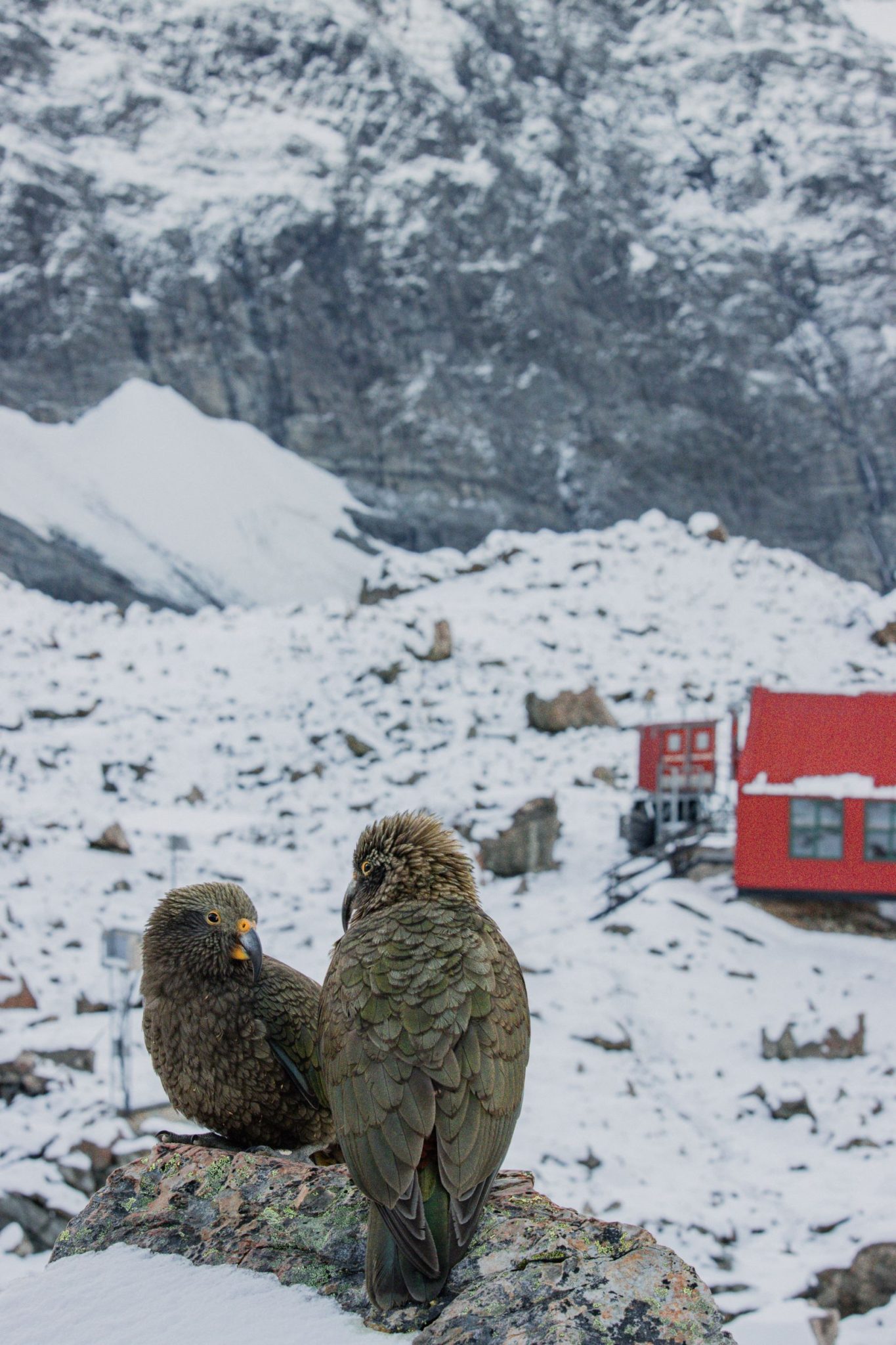 Kea at Mueller Hut, Aoraki Mt Cook National Park, New Zealand